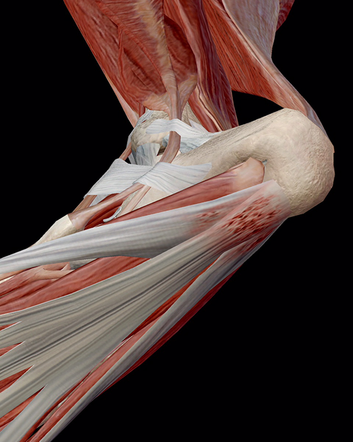 Run With This Anatomy, Physiology, and Pathology of